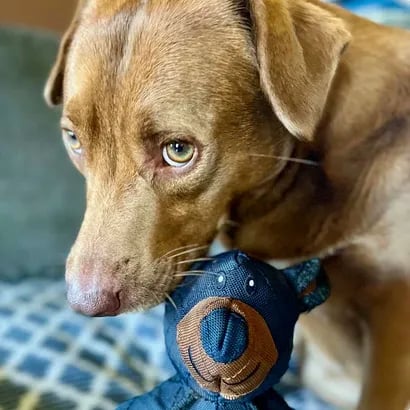 BearTough -  Durable Chew Toy