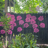 Instant Stunning Flower Walls