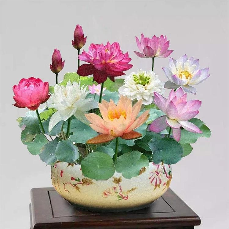 Lotus flowers™ - Vibrant and Easy to Grow