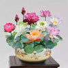 Lotus flowers™ - Vibrant and Easy to Grow