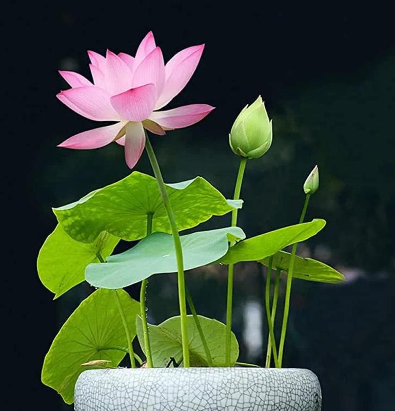 Lotus flowers™ - Vibrant and Easy to Grow