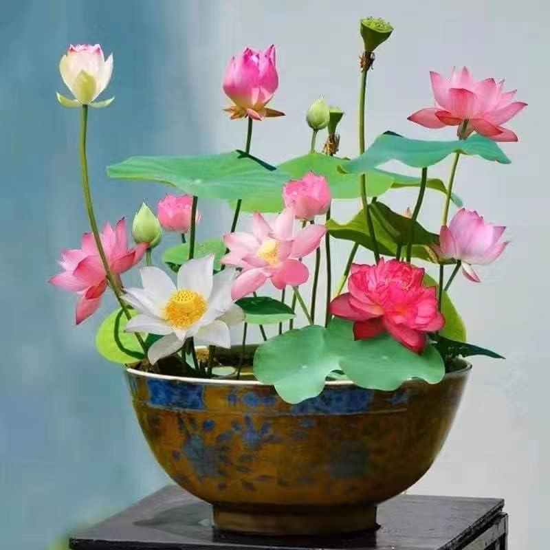 Lotus flowers™ - Vibrant and Easy to Grow