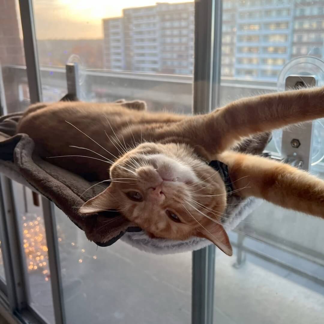 Nymock™ Foldable Cat Hammock