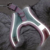 Cat Harness™ Comfortable Cat Harness