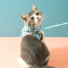 Cat Harness™ Comfortable Cat Harness