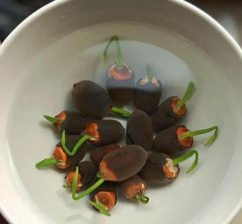 Lotus flowers™ - Vibrant and Easy to Grow