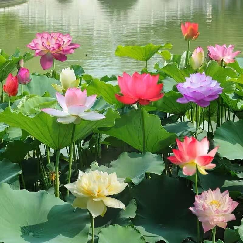 Lotus flowers™ - Vibrant and Easy to Grow