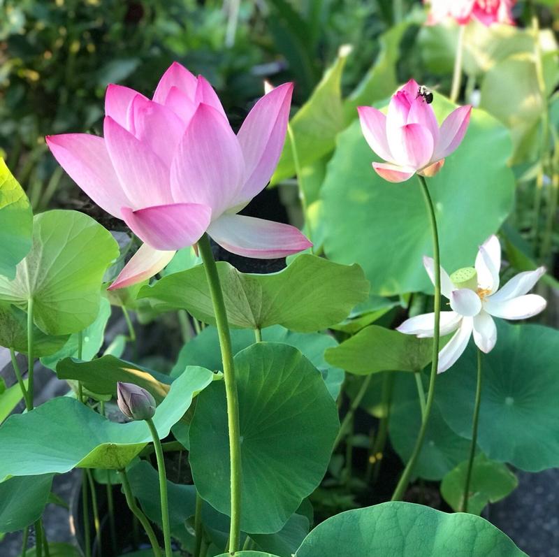 Lotus flowers™ - Vibrant and Easy to Grow
