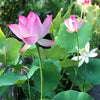 Lotus flowers™ - Vibrant and Easy to Grow