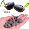 Lotus flowers™ - Vibrant and Easy to Grow