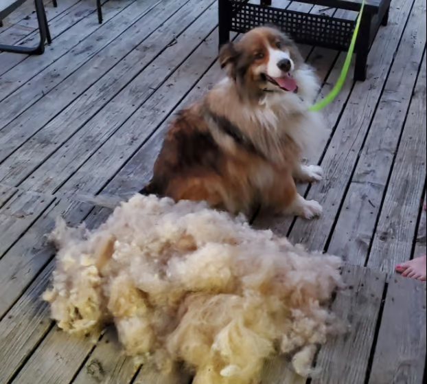 PawPerfect Anti-Shedding Brush - The Fastest & Easiest Way to Remove Loose Hair, Tangles & Knots!