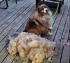 PawPerfect Anti-Shedding Brush - The Fastest & Easiest Way to Remove Loose Hair, Tangles & Knots!